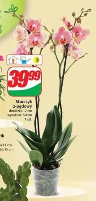 Dino Storczyk 2-pędowy, wysokość: 50 cm oferta