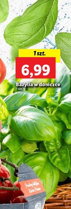 Lidl Bazylia oferta