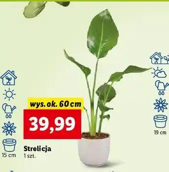 Lidl Strelicja 60 cm oferta