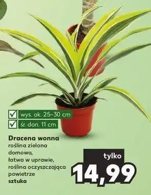 Kaufland Dracena wonna don. 11 cm oferta