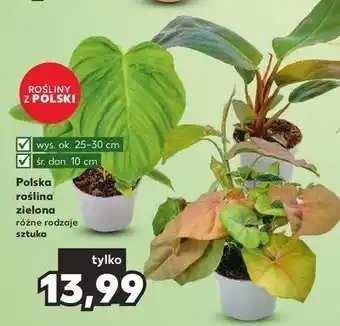 Kaufland Rośliny zielone 10 cm oferta