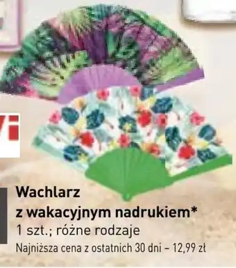 Stokrotka Wachlarz jawi oferta