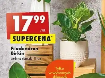 Filodendron Birkin