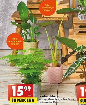 Biedronka Kwiat zielony oferta