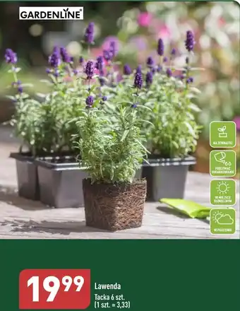 ALDI Lawenda Tacka 6 szt./opak. oferta