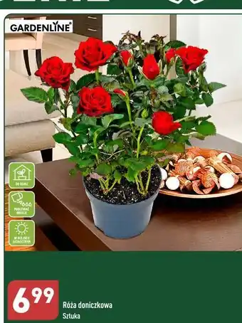 ALDI Róża w doniczce garden line oferta