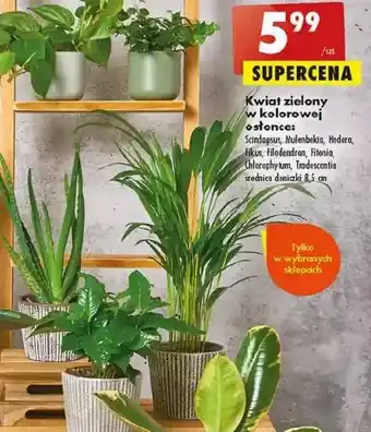 Biedronka Fikus oferta