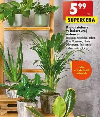 Biedronka Filodendron oferta