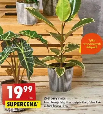 Biedronka Aloes oferta
