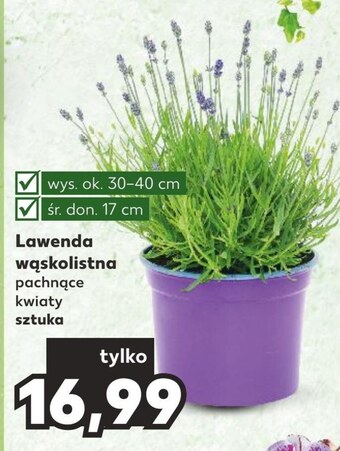 Kaufland Lawenda oferta