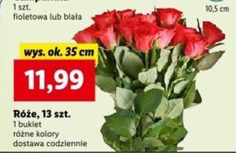 Lidl Róże, 13 szt. 1 bukiet oferta