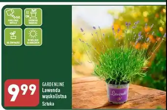 ALDI Lawenda wąskolistna oferta