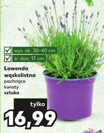 Kaufland Lawenda oferta