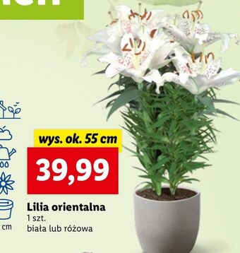 Lidl Lilia oferta
