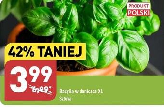 ALDI Bazylia oferta