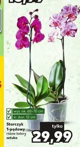 Kaufland Storczyk 1-pędowy don. 12 cm oferta
