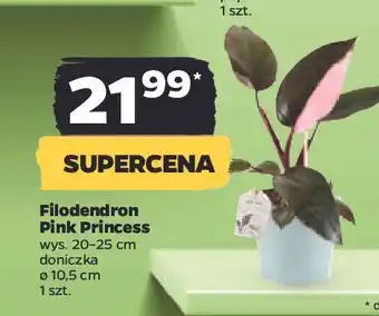 Netto Filodendron pink princess 10.5 cm oferta