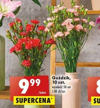 Biedronka Goździk, 10 szt. oferta