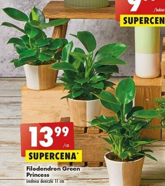 Biedronka Filodendron Green Princess oferta