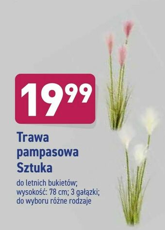 Trawa pampasowa