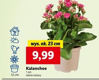 Lidl Kalanchoe oferta