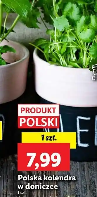 Lidl Kolendra oferta