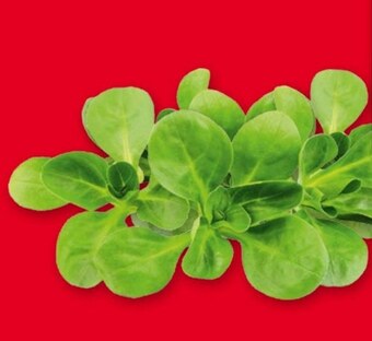 Selgros Sałata oferta