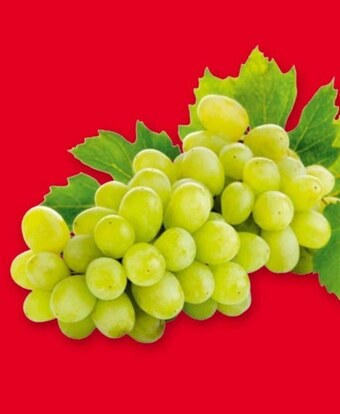 Selgros Winogrona oferta