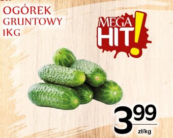 OGÓREK GRUNTOWY 1 KG