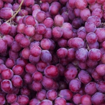 ALDI Winogrona ciemne oferta