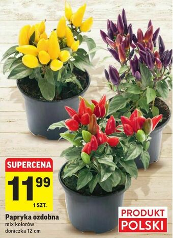 Intermarche Papryka ozdobna oferta