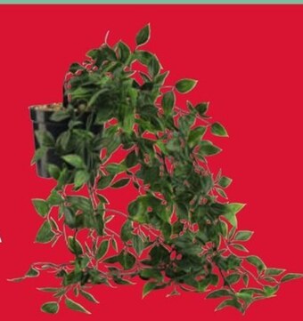 JYSK Sztuczna roślina oferta