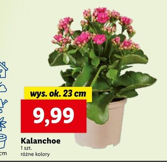 Lidl Kalanchoe oferta
