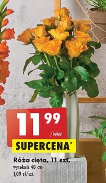 Biedronka Róża cięta, 11 szt. oferta