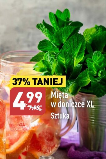 ALDI Mięta w doniczce XL Sztuka oferta