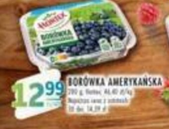 Stokrotka BORÓWKA AMERYKAŃSKA oferta