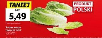 Lidl Polska salata rzymska mini 2 szt. oferta