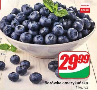 Dino Borówka amerykańska oferta