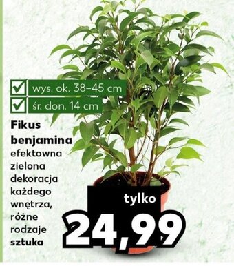 Kaufland Fikus benjamina sztuka oferta
