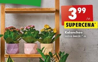 Biedronka Kalanchoe oferta