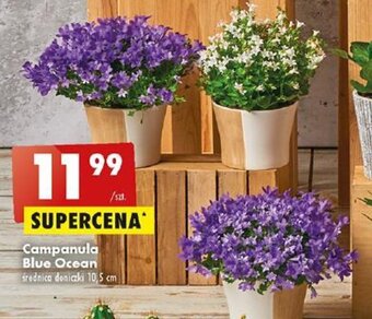 Biedronka Campanula Blue Ocean oferta