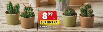 Biedronka Kaktus oferta