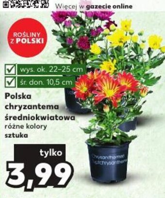 Kaufland Polska chryzantema średniokwiatowa oferta
