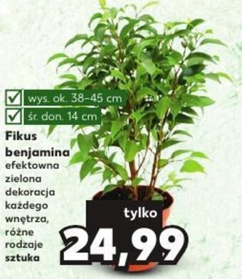 Kaufland Fikus benjamina oferta