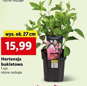 Lidl Hortensja oferta