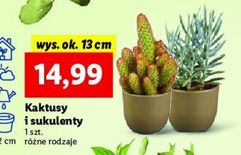 Lidl Kaktus 13 cm oferta