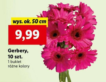 Lidl Gerbery, 10 szt. oferta