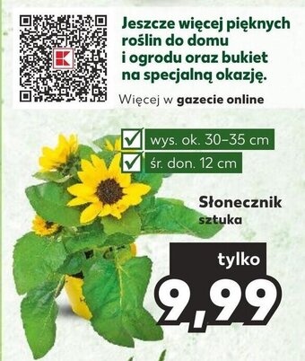 Kaufland Słonecznik sztuka oferta
