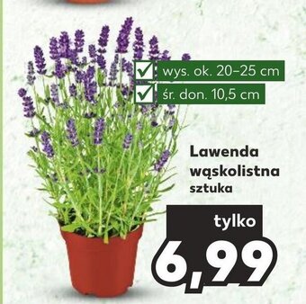 Kaufland Lawenda wąskolistna sztuka oferta