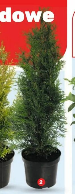 Bricomarche Tuja 'Smaragd' oferta